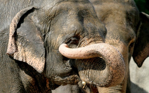 071713-elephants1